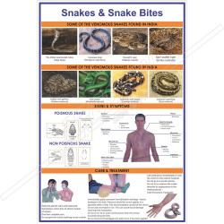 Snakes & Snake Bite Chart (English)