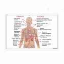Effect Of Body In Tobacco And Alcohol Safety Posters| Protector FireSafety